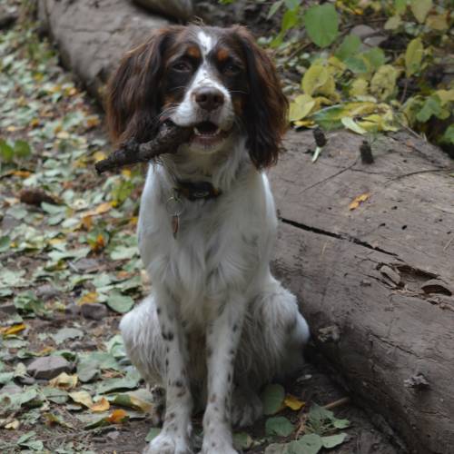 Otis - Shop Dog