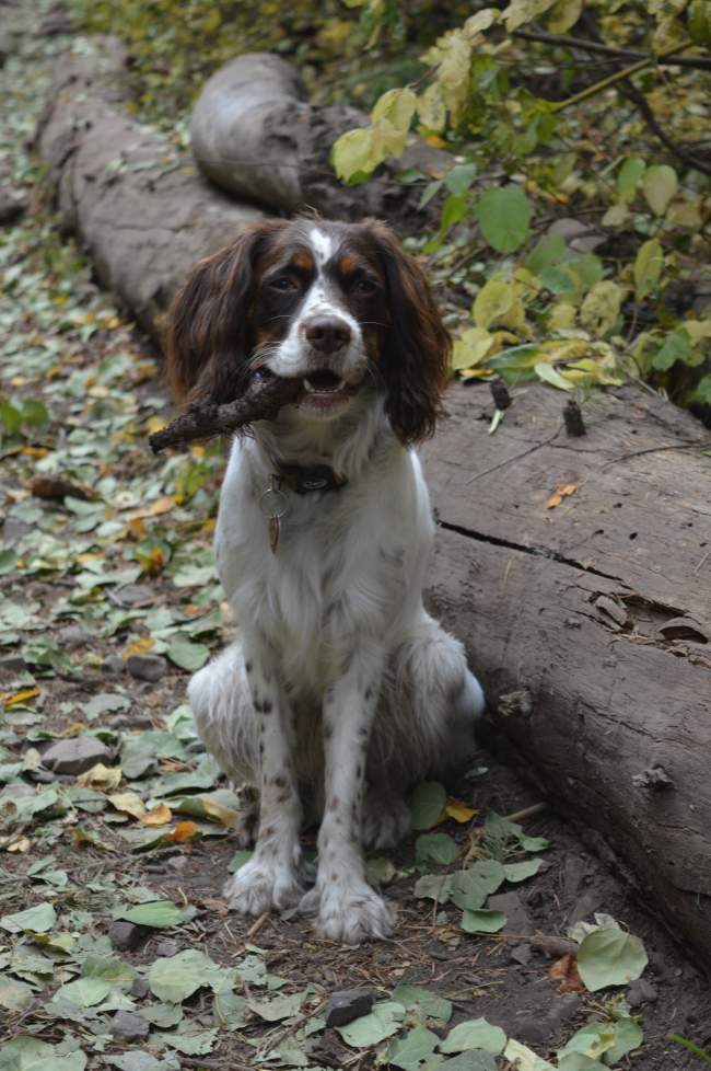 Otis - Shop Dog